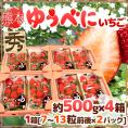熊本県 ”ゆうべにいちご（熊紅いちご）” 秀品 2パック入り（1パック 7～13粒 約250g）×《4箱》【予約 12月以降】 送料無料