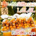 鹿児島県入来産 ”完熟きんかん いりき” 秀品 L～3Lサイズ 約250g×《5pc》【予約 12月以降】 送料無料