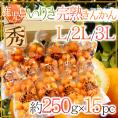 鹿児島県入来産 ”完熟きんかん いりき” 秀品 L～3Lサイズ 約250g×《15pc》【予約 12月以降】 送料無料