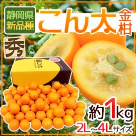 静岡県 ”こん太きんかん” 秀品 2L～4Lサイズ 約1kg 化粧箱 金柑 まるかじり金柑【予約 1月末以降】 送料無料