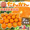 ”沖縄県産 たんかん” 訳あり 約3kg 大きさおまかせ【予約 1月下旬以降】 送料無料
