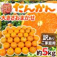 ”沖縄県産 たんかん” 訳あり 約5kg 大きさおまかせ【予約 1月下旬以降】 送料無料