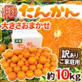 沖縄県産 ”たんかん” 訳あり 約10kg 大きさおまかせ【予約 1月下旬以降】 送料無料