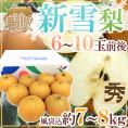 鳥取県 ”新雪梨” 秀品 6～10玉前後 風袋込約7～8kg【予約 12月中旬以降】 送料無料