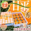 愛媛産 ”甘平” 秀品 約3kg 大きさおまかせ 化粧箱【予約 1月中旬以降】 送料無料