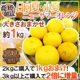 ”日向夏・小夏・ニューサマーオレンジ” 訳あり 約1kg 大きさおまかせ 産地厳選《2kg購入で1kgおまけ♪3kg以上購入で2倍に増量》【予約 4月以降】 送料無料