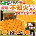 愛媛産 ”不知火・しらぬい（訳ありデコポン）” 約9～10kg 大きさおまかせ【予約 3月以降】 送料無料