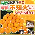 ”愛媛産 不知火・しらぬい（訳ありデコポン）” 約5kg 大きさおまかせ【予約 3月以降】 送料無料