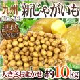 ”新じゃがいも” 訳あり 約10kg 大きさおまかせ 九州ほか国内産【予約 2月下旬以降】 送料無料