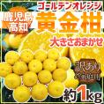 鹿児島・高知産 ”黄金柑” 訳あり 約1kg 大きさおまかせ【予約 3月下旬以降】 送料無料