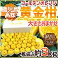 鹿児島・高知産 ”黄金柑” 訳あり 約3kg 大きさおまかせ【予約 3月下旬以降】 送料無料