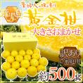 鹿児島産 ”黄金柑” 訳あり 約500g 大きさおまかせ 産地箱【予約 3月下旬以降】 送料無料