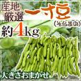 九州・和歌山産他 ”一寸豆（そら豆）” 約4kg 大きさおまかせ【予約 入荷次第発送】 送料無料