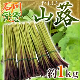 石川県 能登 ”山蕗” 約1kg やまぶき【予約 5月以降】 送料無料