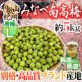 ”紀州・和歌山産 みなべ南高梅 青梅” L 約5kg【予約 5月中旬以降】 送料無料