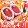 母の日ギフト ”宮崎マンゴー” 大玉2L 2玉 カーネーション造花付き 化粧箱入り【予約 5月2日～5月10日お届け予定】 送料無料