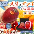 遅れてごめんね！父の日ギフト ”佐藤錦＋太陽のタマゴ” 特大玉4Lサイズ＋黄色バラ造花1本【予約 6月16日以降】 送料無料
