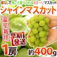 早期発送！プレミアム ”温室シャインマスカット” 秀品 1房 約400g 産地厳選【予約 5月末以降】 送料無料