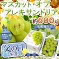 父の日ギフト ”マスカット・オブ・アレキサンドリア” 秀品 1房 約600g＋黄色バラ造花1本【予約 6月14～21日お届け予定】 送料無料