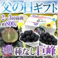 父の日ギフト ”種なし巨峰” 秀品 2～3房 約800g＋黄色バラ造花1本【予約 6月8～15日お届け予定】 送料無料