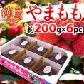 徳島県 ”やまもも” 約200g×6pc（合計約1.2kg）【予約 6月中下旬以降】 送料無料