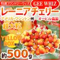 ”アメリカ産 ジーウィズ レーニアチェリー” 約500g イエロー等級 さくらんぼ【予約 6月下旬以降】 送料無料
