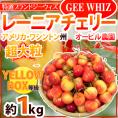 ”アメリカ産 ジーウィズ レーニアチェリー” 約1kg イエロー等級 さくらんぼ【予約 6月下旬以降】 送料無料