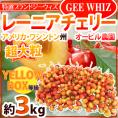 ”アメリカ産 ジーウィズ レーニアチェリー” 約3kg イエロー等級 さくらんぼ【予約 6月下旬以降】 送料無料