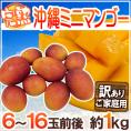 沖縄産 ”ミニミニマンゴー” 訳あり 6～16玉前後 約1kg パック 沖縄マンゴー【予約 7月以降】 送料無料