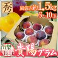 山梨・長野県 ”貴陽プラム” 秀品 大玉6～10玉 約1.5kg【予約 7月以降】 送料無料
