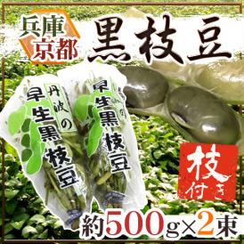 兵庫丹波 京都丹波 ”枝付き早生黒枝豆” 約500g×2pc 黒豆【予約 7月中旬以降】 送料無料