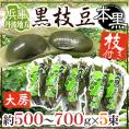 兵庫 丹波地方 ”枝付き黒枝豆 本黒” 約500〜700g×5pc 黒豆【予約 10月中下旬以降】 送料無料