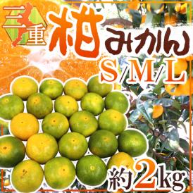 ”三重産 柑みかん” 秀品（等級柑） S/M/Lサイズ 約2kg【予約 9月中旬以降】 送料無料