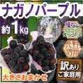 長野産 ”ナガノパープル” 訳あり 約1kg 大きさおまかせ ぶどう【予約 9月以降】 送料無料