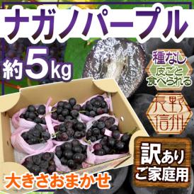 長野産 ”ナガノパープル” 訳あり 約5kg 大きさおまかせ ぶどう【予約 9月以降】 送料無料