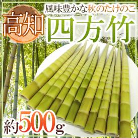 ”高知産 四方竹” 秀品 S/M/L 約500g たけのこ【予約 10月以降】 送料無料