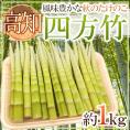 ”高知産 四方竹” 秀品 S/M/L 約1kg たけのこ【予約 10月以降】 送料無料