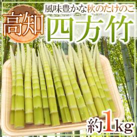 ”高知産 四方竹” 秀品 S/M/L 約1kg たけのこ【予約 10月以降】 送料無料