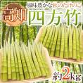 ”高知産 四方竹” 秀品 S/M/L 約2kg たけのこ【予約 10月以降】 送料無料