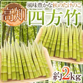 ”高知産 四方竹” 秀品 S/M/L 約2kg たけのこ【予約 10月以降】 送料無料