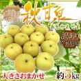 鳥取県 ”秋甘泉梨” 訳あり 約5kg 大きさおまかせ【予約 9月以降】 送料無料
