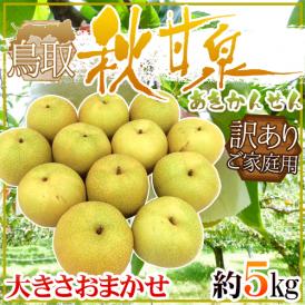 鳥取県 ”秋甘泉梨” 訳あり 約5kg 大きさおまかせ【予約 9月以降】 送料無料