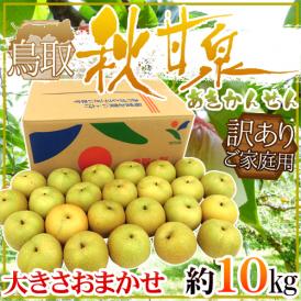 鳥取県 ”秋甘泉梨” 訳あり 約10kg 大きさおまかせ【予約 9月以降】 送料無料