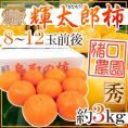 鳥取県 猪口農園 ”輝太郎柿” 秀品 8～12玉前後 約3kg【予約 10月下旬以降】 送料無料