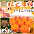 鳥取県 猪口農園 ”輝太郎柿” 訳あり 8～12玉前後 約3kg【予約 10月下旬以降】 送料無料