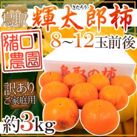 鳥取県 猪口農園 ”輝太郎柿” 訳あり 8～12玉前後 約3kg【予約 10月下旬以降】 送料無料