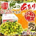 熊本産 ”肥のあかりみかん” 秀品 小粒S/2Sサイズ 約5kg【予約 9月下旬以降】 送料無料