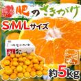 熊本産 ”肥のさきがけみかん” 秀品 S/M/Lサイズ 約5kg【予約 10月以降】 送料無料
