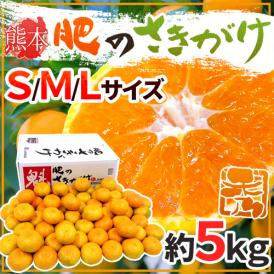 熊本産 ”肥のさきがけみかん” 秀品 S/M/Lサイズ 約5kg【予約 10月以降】 送料無料