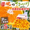 熊本産 ”肥のさきがけみかん” 訳あり 約5kg 大きさおまかせ【予約 10月以降】 送料無料